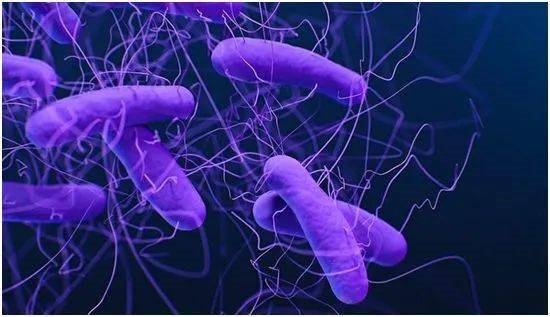 用粪便挽救生命！全球首款口服粪便微生物药物上市