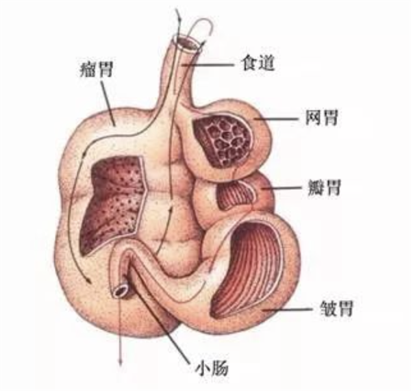 为了保护环境 澳大利亚人准备喂牛吃屎
